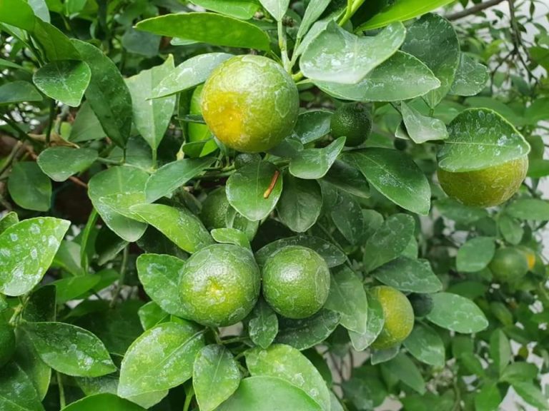 Buah Ajaib Bisa Sembuhkan Penyumbatan di Jantung
